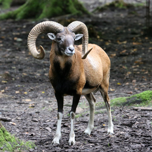 Afghan urial