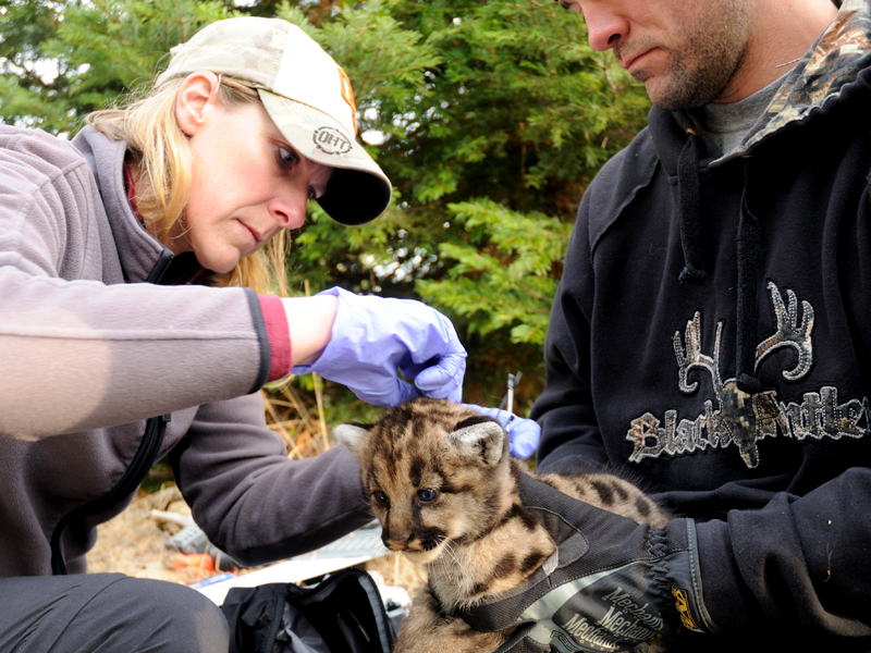 Beth Orning with a cougar cub