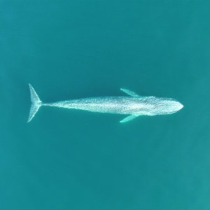Pygmy blue whale