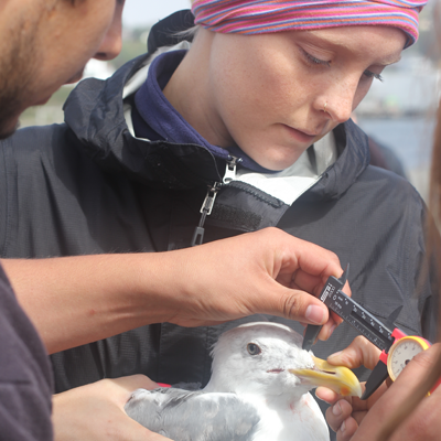 Students taking measurements of a gull 