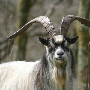 https://www.google.com/search?as_st=y&hl=en&tbs=sur%3Afc&tbm=isch&sa=1&q=Feral+goat&oq=Feral+goat&gs_l=psy-ab.3..0l4.151847.153054.0.153248.1.1.0.0.0.0.45.45.1.1.0....0...1.1.64.psy-ab..0.1.44.xfbjJZg1bIc#imgrc=ZvWARDIT3AQJpM: Feral Goat