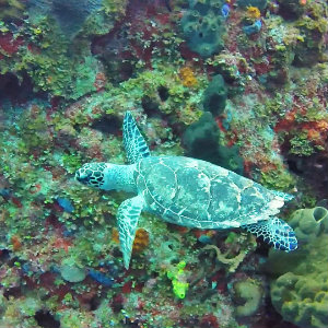 Hawksbill turtle