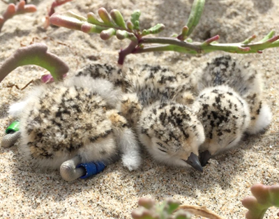 Plover chicks in a sandy nest bowl 