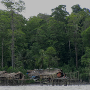 Mangroves and huts