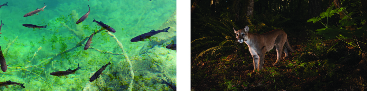 Two photos: Fish swimming and a cougar in a forest