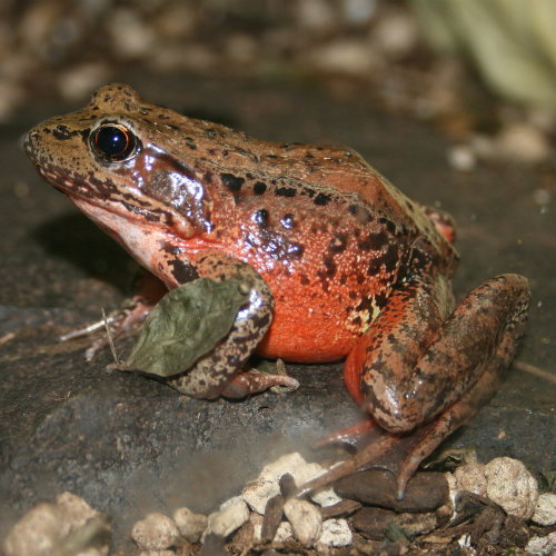 Northern red-legged frog