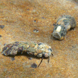 October caddisfly