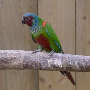 Pfrimer's Parakeet