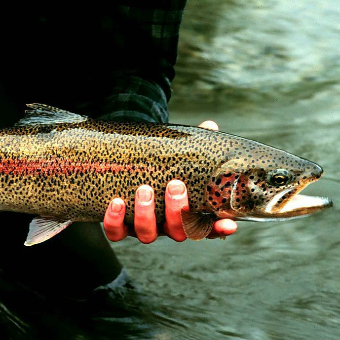 Rainbow trout being held by fisherman