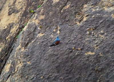 Photo of the ultra-rare blue rock thrush sighting captured at Hug Point on April 21, 2024. (Michael Sanchez)