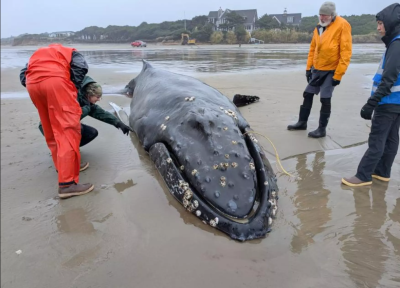 A young humpback whale stranded on the Oregon Coast north of Yachats on Nov.15, 2025. photo: West Coast Marine Mammal Stranding Network