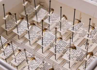 A species of mosquito, Culiseta inornata, lie displayed in the Oregon State Arthropod Collection, at OSU in Corvallis, OR on April 14, 2025. Photo: Carter Pardue