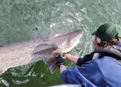 Lisa Hillier of the Washington Department of Fish and Wildlife with a broadnose sevengill shark. Credit: Jessica Schulte