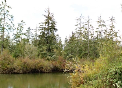 Tenacious T: Sitka spruce trees stand as part of an intertidal forest on Grays River. Photo: Nathan Gilles. Columbia Insight