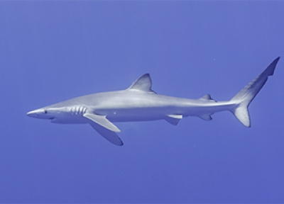 Blue Shark