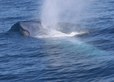 A blue whale surfaces in New Zealand's South Taranaki Bight. Photo credit: Dawn Barlow.