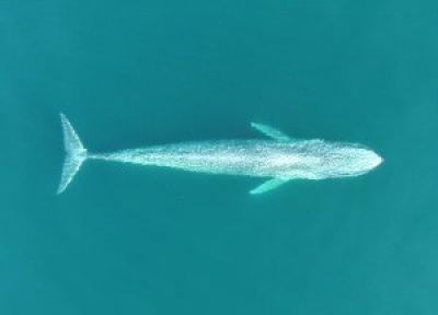 Pygmy blue whale