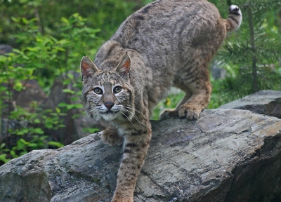 bobcat.  Photo: Adobe stock