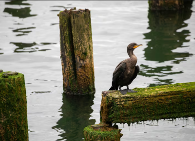 A double-crested cormorant rests on pilings along the Astoria waterfront, Astoria, Ore., Aug 10, 2024.  Anna Lueck / OPB