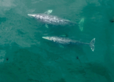 Two PCFG gray whales.