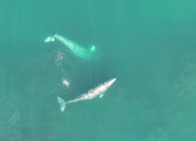 The gray whale at the top of the image is performing a headstand while feeding off the coast of Oregon. Photo courtesy GEMM Lab, Oregon State University.