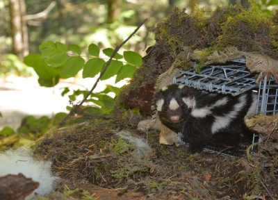 Western Spotted Skunk