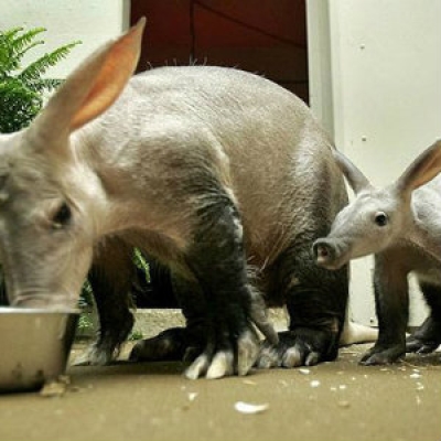 Aardvark