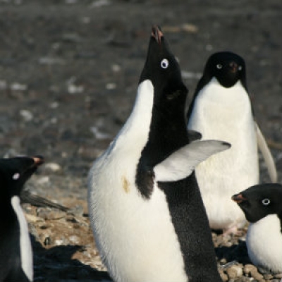 Adelie Penguin