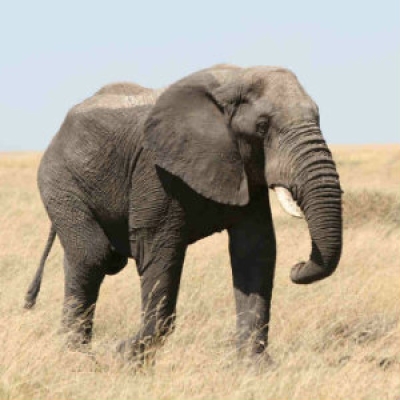 African Elephant