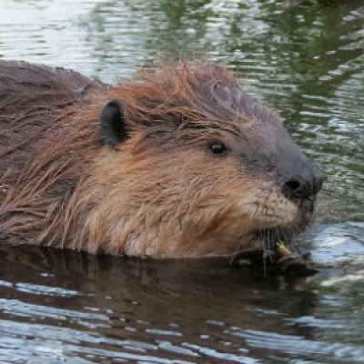 American beaver