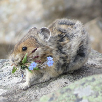 American pika