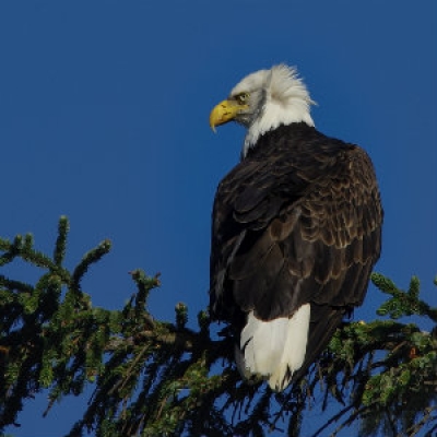 Bald Eagle