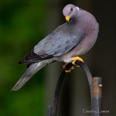 Band-tailed Pigeon