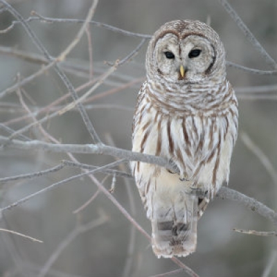 Barred Owl