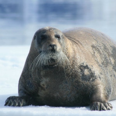 Bearded seal