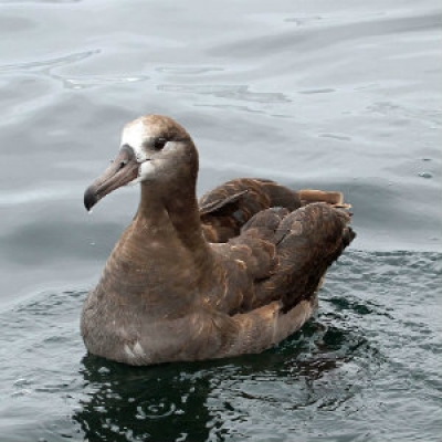 Black-footed albatross