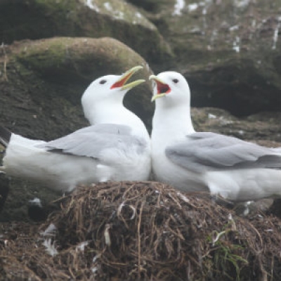 Black-legged kittiwake