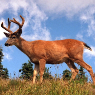 Black-tailed deer