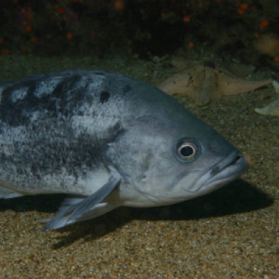 Black rockfish