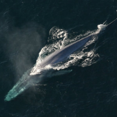Blue Whale