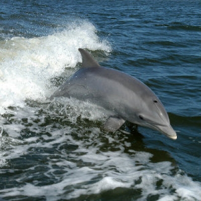 Bottlenose Dolphin