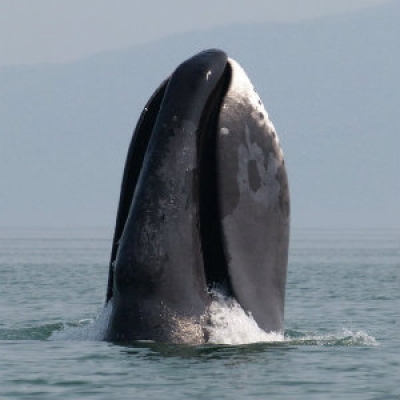 Bowhead Whale