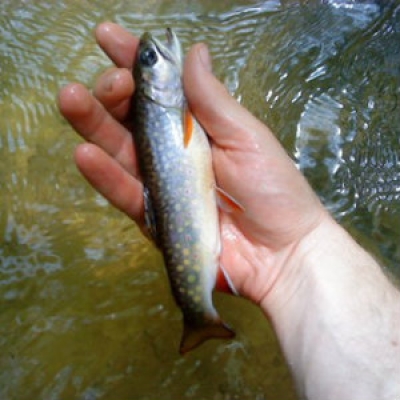 Brook trout