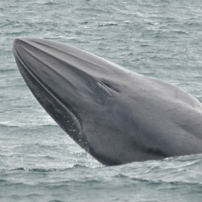 Bryde's Whale