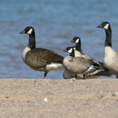 Cackling Goose