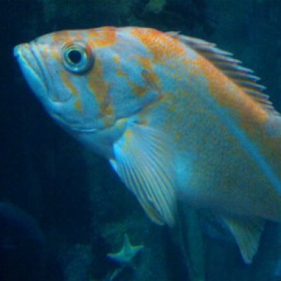 Canary rockfish