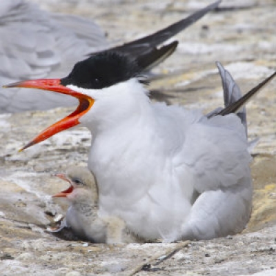 Caspian Tern