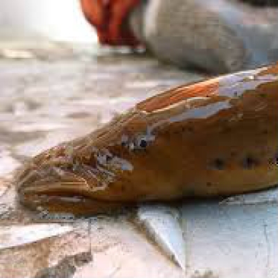 Chestnut lamprey