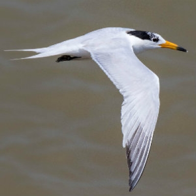 Chinese Crested Tern