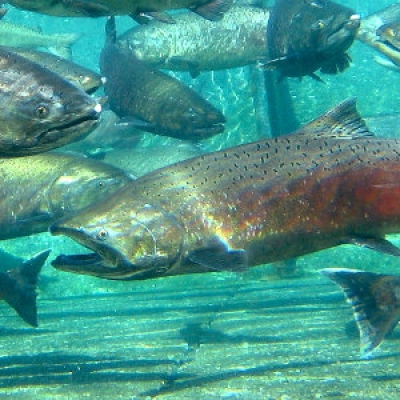 Chinook salmon